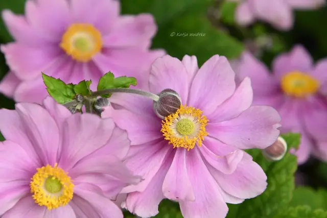 Garten im Jahreslauf - August (Foto: Katja Woidtke)

Blühendes im Hochsommer - Herbst-Anemone (Anemone hupehensis) | Foto: Katja Woidtke