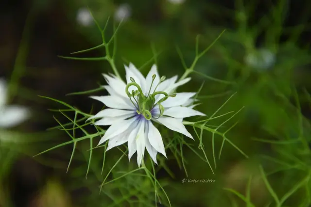 Garten im Jahreslauf - August (Foto: Katja Woidtke)

Blühendes im Hochsommer - Jungfer im Grünen (Nigella damascena) | Foto: Katja Woidtke