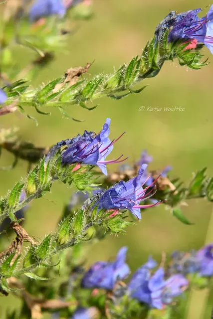 Garten im Jahreslauf - August (Foto: Katja Woidtke)

Blühendes im Hochsommer - Gewöhnlicher Natternkopf (Echium vulgare)  | Foto: Katja Woidtke