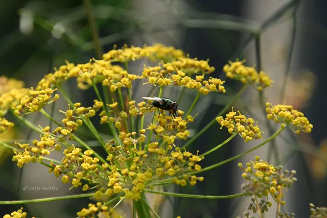 Garten im Jahreslauf - August (Foto: Katja Woidtke)

Blühendes im Hochsommer - Fenchel | Foto: Katja Woidtke