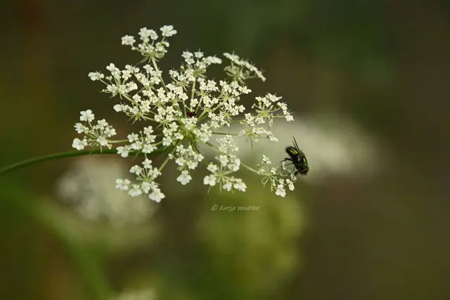 Garten im Jahreslauf - August (Foto: Katja Woidtke)

Blühendes im Hochsommer - Wilde Möhre | Foto: Katja Woidtke