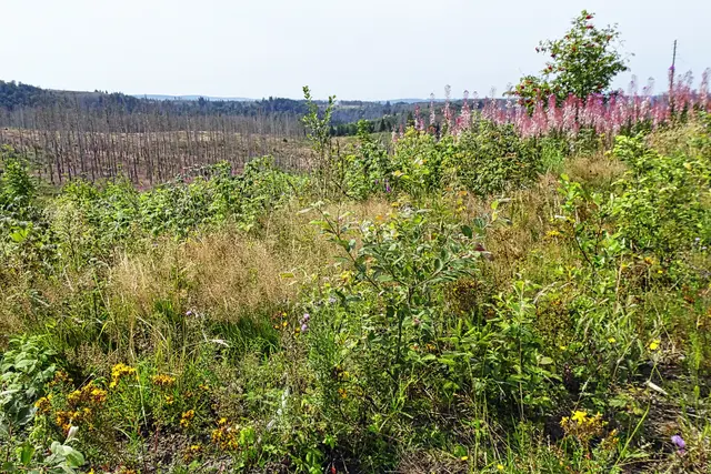 hier standen noch vor einem Vierteljahrhundert Fichtenwälder