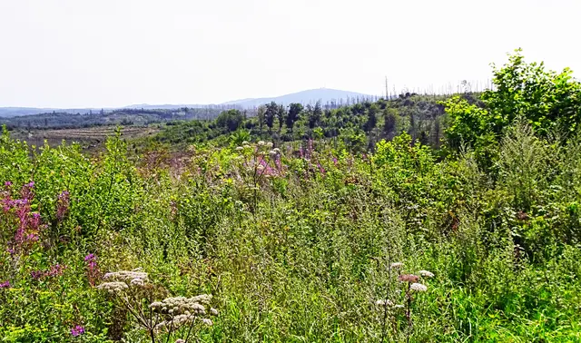 an der Kästestraße, im Hintergrund ist der Brocken schwach zu sehen