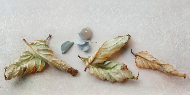 Hortensienlaub (Hydrangea)