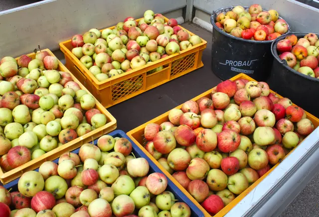 120 Zentner Äpfel und Birnen wurden bereits am ersten Tag von den Herbertshofner Gartlern zu Saft gepresst.  | Foto: Peter Heider