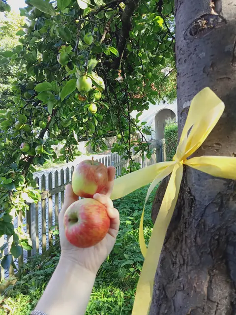 Einer von 42: Der Apfelbaum am Burgauer Schloss trägt bald einen gelben Gürtel, denn die Stadt Burgau setzt heuer mit der Teilnahme an der Aktion „Gelbes Band“ erneut ein Zeichen gegen Lebensmittelverschwendung. 