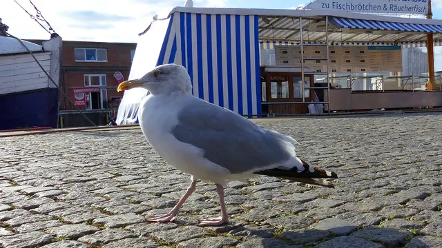 Silbermöwe am Alten Hafen von Wismar. Foto: Helmut Kuzina