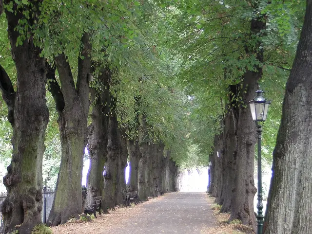 Allee und Altstadt von Kaiserswerth - 2014