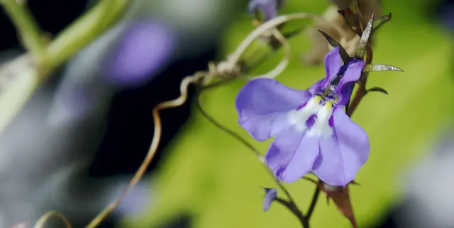 Übrigens: die Blüten sind zygomorph, d. h. sie bestehen aus zwei vollkommen spiegelgleichen Hälften.