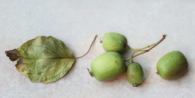 So richtig süß und reif werden die Mini-Kiwis allerdings erst ab ca. Mitte September bis Ende Oktober. Sie reifen aber auch nach.