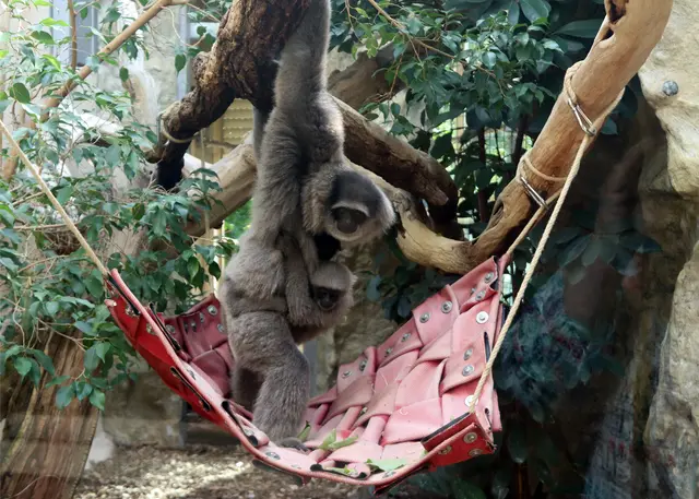 Silbergibbon mit Nachwuchs, Richtung Buffet