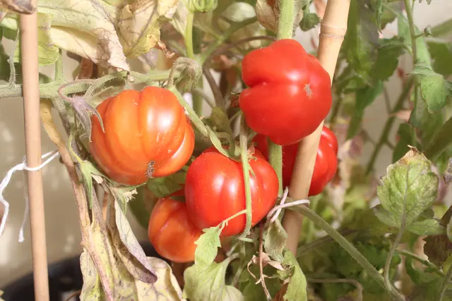 Eigene Ernte aquf dem Balkon