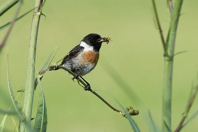 Foto: Copyright Andreas Schäfer