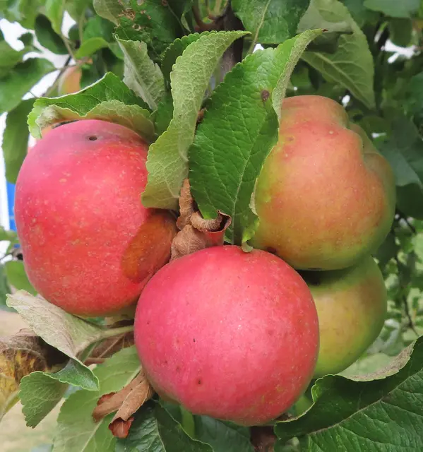 Original-Foto, das ich am 25.08.2025 in unserem Garten gemacht habe. | Foto: M. A.