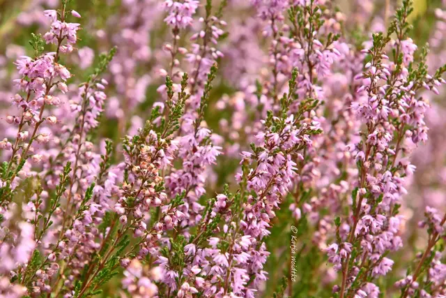 Heideblüte am Angelbecksteich (Foto: Katja Woidtke) | Foto: Katja Woidtke