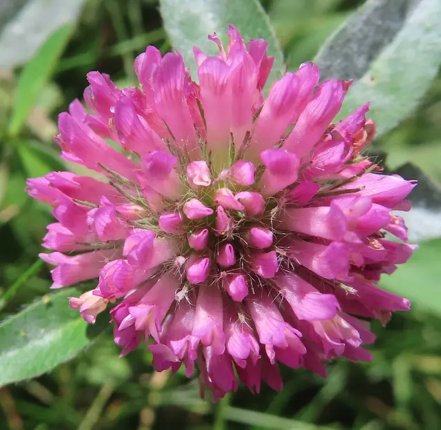 Ausschnitt aus dem Original-Foto. | Foto: M. A.