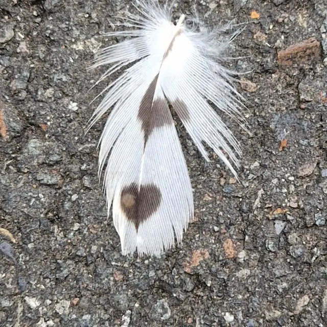 Eine Feder auf dem Radweg - wem gehörte die wohl? Vogel mit Herz!