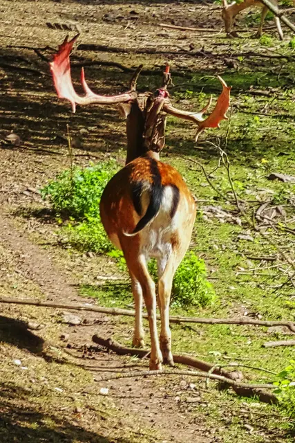 im Schlosspark Meisdorf
