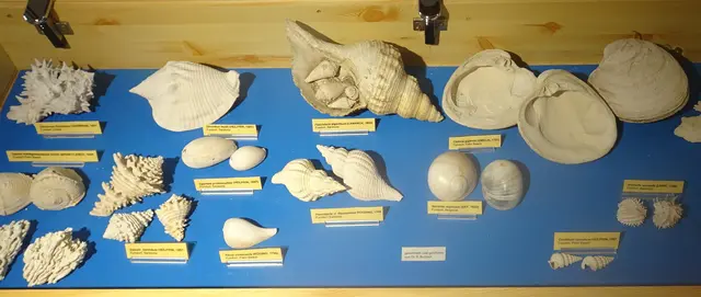 Ausstellungsvitrine im Haus der Natur