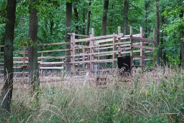 Lebendfalle für Wildschweine 
