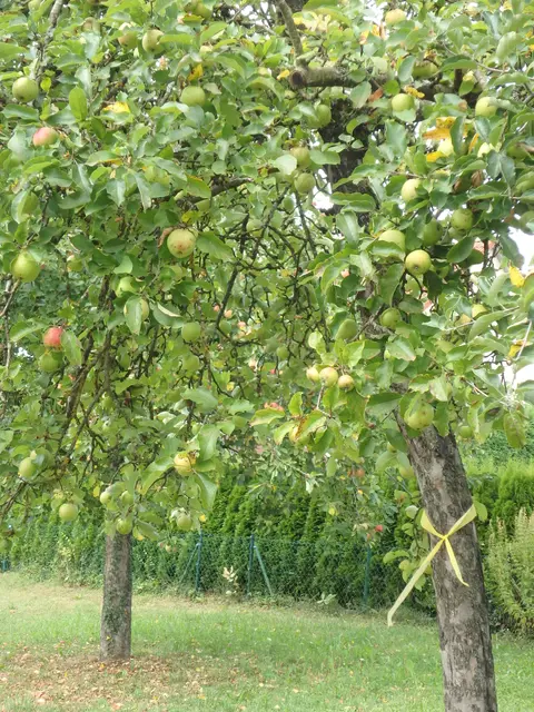 Ist ein Baum mit diesem Gelben Band markiert, darf das Obst kostenlos geerntet werden. Mehr als 100 städtische Obstbäume sind mit einem gelben Band markiert. | Foto: Christine Hengeler/Stadt Günzburg