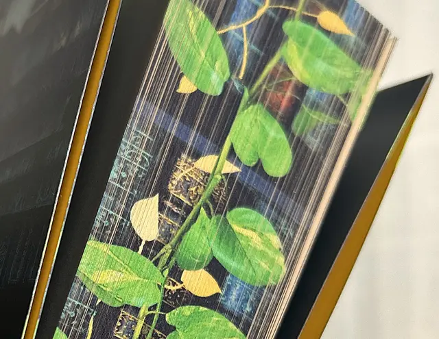 Dieser Farbschnitt - ein Ausschnitt - sprach mich an. 