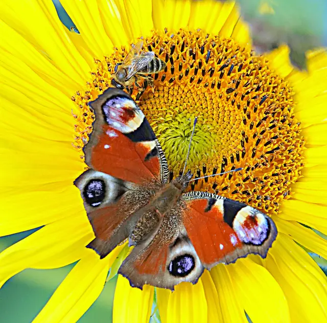 Besonders die Sonnenblumen werden von Pfauenaugen und Bienen gerne angeflogen und bieten viel Platz für beide
