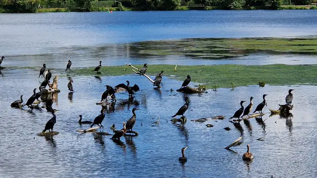 Kormorane auf dem Baldeneysee