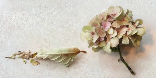 Die 'Hortensie' (Hydrangea) als Zeichen für bleibende Erinnerungen ...