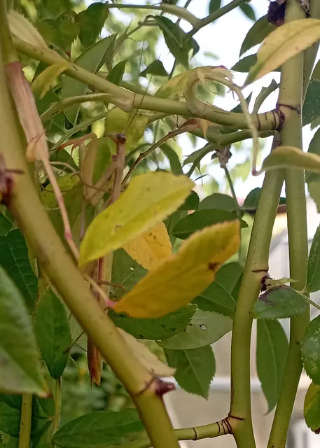 In den Kletterrosen, hintern Blatt
