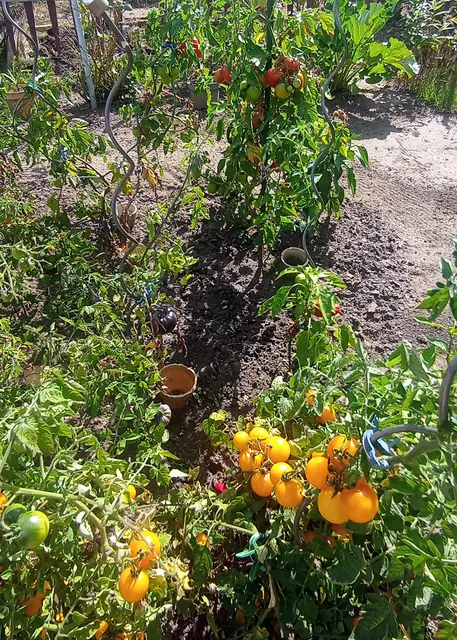 Wie viele Tomatensorten? Über 10.000 weltweit

A 105,  A.Q.Cherry bis Zzztrium