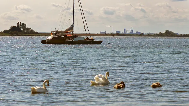 Eine Schwanenfamilie gründelt im Kirchsee. Foto: Helmut Kuzina