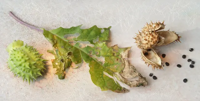 Übrigens: die Zubereitung der Stechapfel-Blätter als Tee ist extrem gefährlich und nicht empfehlenswert!