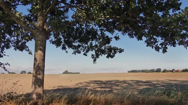 Unter der Eiche reicht die Sicht bis zur höchsten Stelle (Bildmitte) auf der Insel Poel; es ist der Kickelberg mit 27 oder 28 Metern Höhe. Foto: Helmut Kuzina