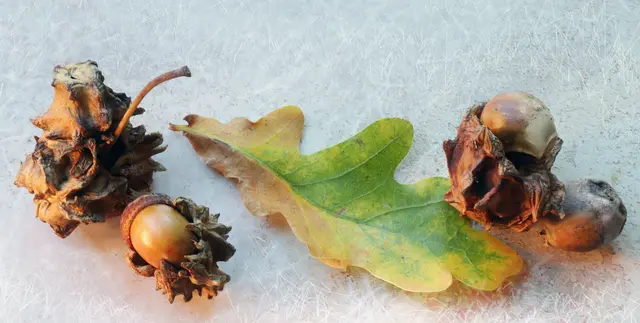 Übrigens: Zur Herstellung der berühmten "Eisengallustinte" werden angeblich die zerkleinerten Gallen aufgekocht, um die Gerbsäure zu extrahieren. Mit Eisensulfat und Gummi arabicum versetzt, entsteht die charakteristische schwarze dokumentenechte Eisengallustinte. 