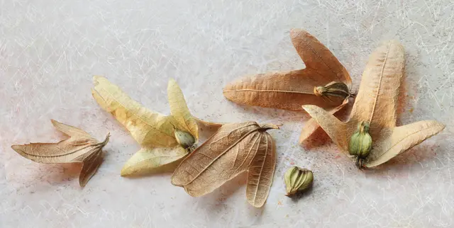 Übrigens: 
vom Wind können sie bis zu 1 Kilometer weit fortgetragen werden. Die Keimdauer der Samen beträgt etwa 2 Jahre.
