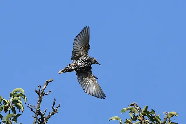 Star | Foto: Copyright Andreas Schäfer