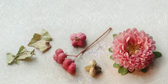 'Pfaffenhütchen' (Euonymus europaeus) und 'Herbst-Chrysantheme'
(Chrysanthemum indicum)