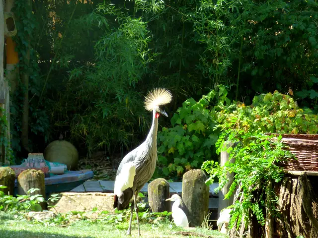 Der Kronenkranich an der Anlegestelle