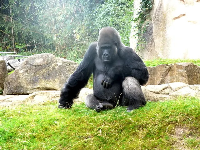 Gorilla
