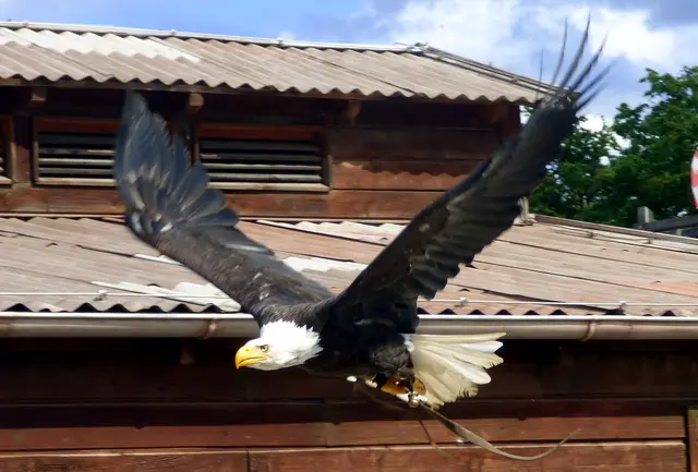 Viktoria der Weißkopfseeadler sieht uns