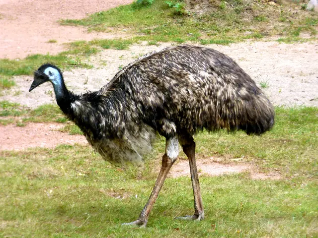 Emu