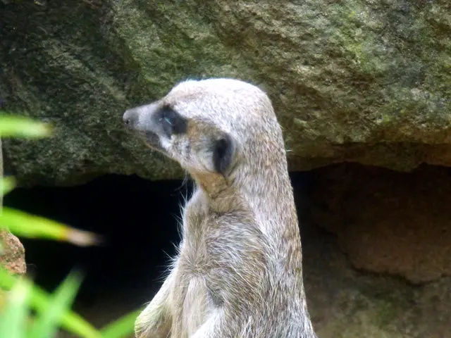 Will man zum Sambesi Bootssteg muss man bei den Erdmännchen vorbei