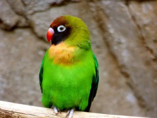 Das Russköpfchen auch