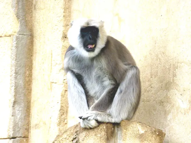 Erkennt mich die Hulman-Langure wieder?