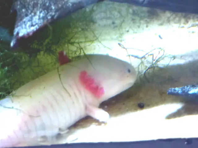 Axolotl