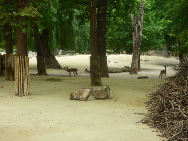 Antilopen Impalas Gazellen 