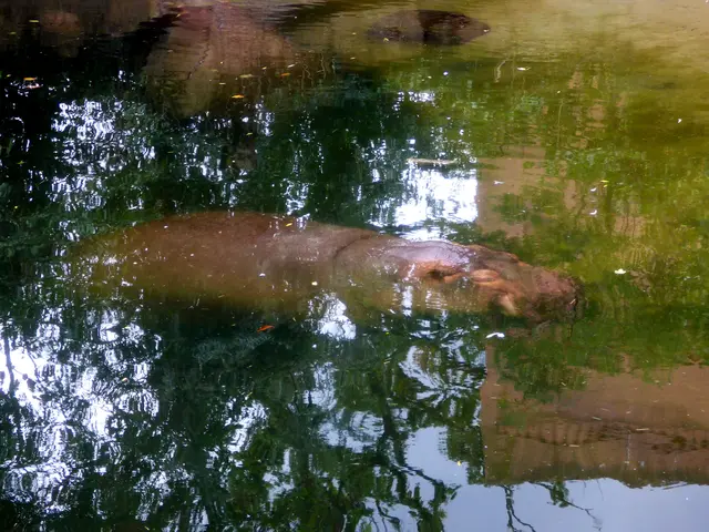 Die Flusspferde nehmen es gelassen