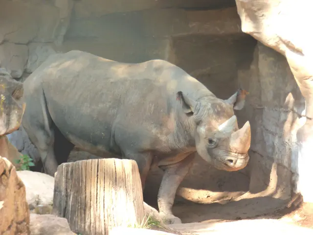 Ich bin das Spitzmaulnashorn