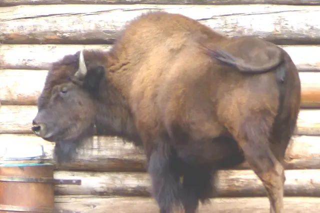 Der Bison auf die Cowboys